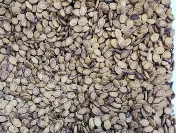 تصویر 3 از قیمت تخمه محبوبی خام + خرید باور نکردنی